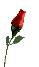 A Rose for my Sweet Love, my Jenna, My CometRose, My Jenna